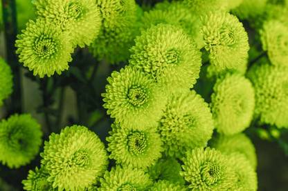 wequality Chrysanthemum flower seeds green/Chrysanthemum seeds 54 Seed