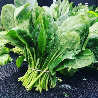 SEEDARIA F1 Hybrid spinach seeds, palak seeds, palong shak seeds Seed