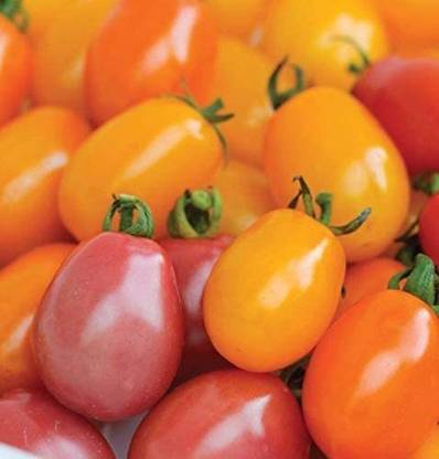 CYBEXIS Seeds of Vegetable Tomato Rainbow Blend F1 Hybrid500 Seeds Seed