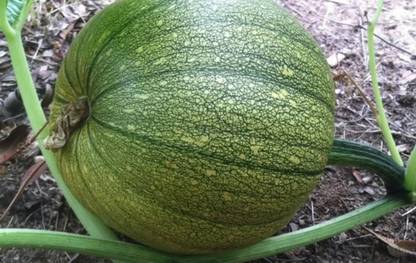 ErTh Pumpkin Jack-o’-lantern Seed