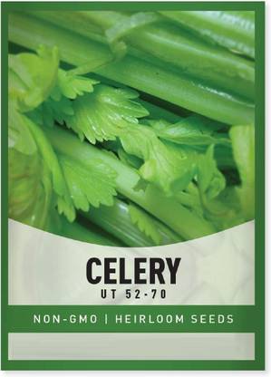 CYBEXIS VVI-72 - Tall Utah 52/70 Celery - (250 Seeds) Seed