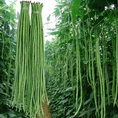 Paudha yard long bean, lesra seed Seed