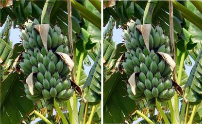 ASPEN Combo Poovan Banana / Kadali Banana Live Plant / Not a Seed