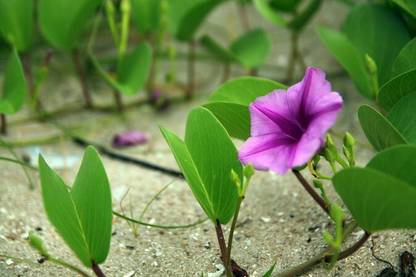 Quentova Ipomoea tricolor ?Flying Saucers? Seed