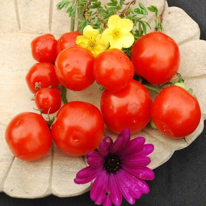 VRAKSHA Tomato Red टमाटर Seed