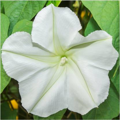 Biosnyg HFD-55 Moonflower Seed Mix White & Lavender-[50 Seeds] Seed