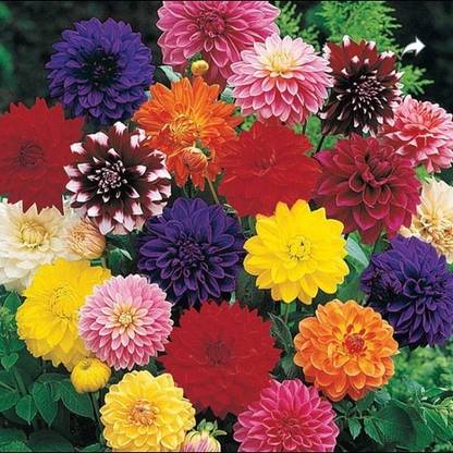 Us deepar Neo Dhaliya Seed (32 per packet) Seed