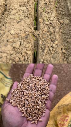 SHRI SANT SEEDS LLP Wheat ( Seeds HD 3386 ) for Agriculture & Farming Kanak Kheti Seed