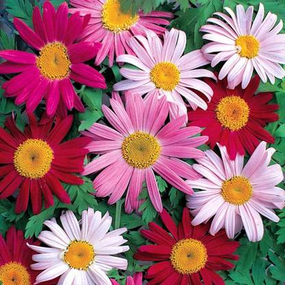 Qualtivate Pyrethrum cinerariifolium Plants Mix Chrysanthemum Seed