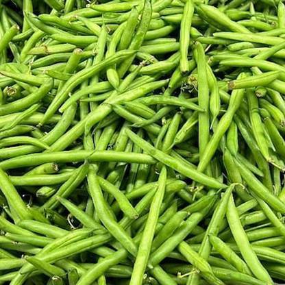 SREE Organic Beans Seeds, Bean Seed, Hybird Seeds for Farming & Gardening Seed