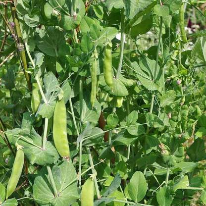 CYBEXIS Snow Peas Seeds-200 Seeds Seed