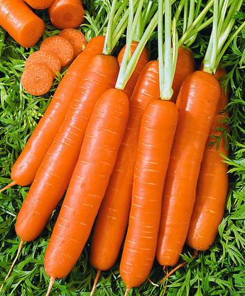 VINSIN Orange Gajar Carrot Vegetable Seed