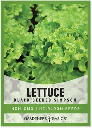 VibeX VVI-21 - Green Leaf Lettuce For Planting - (1350 Seeds) Seed