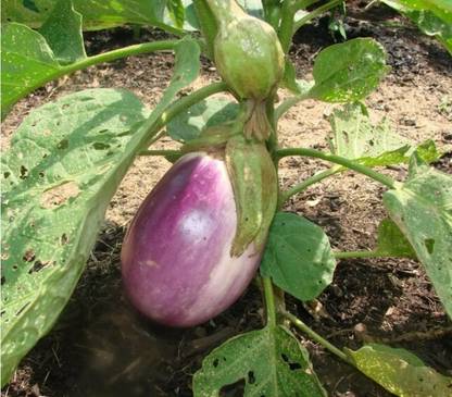 CEZIUS Brinjal Seeds for Home Garden Organic Italian EGGPLANT ROSA BIANCA-a16U Seed