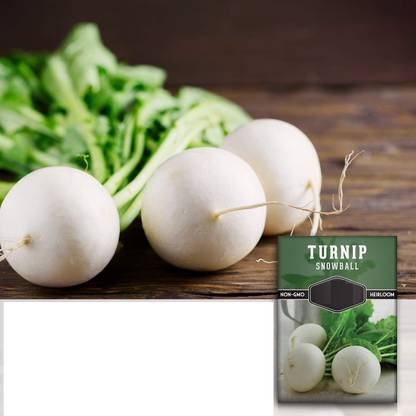 Quentova Snowball Turnip 1g Seed