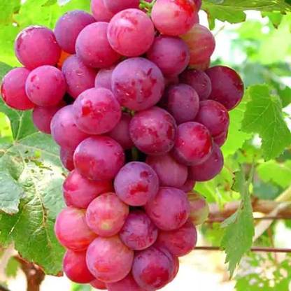 PASCLE Red Globe, Flame Grapes Seed