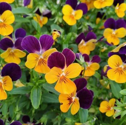 Quentova Pansy - Swiss - Orange Violet-VNT-11Q Seed