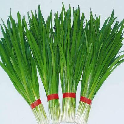 VibeX VXI-2 - Chinese Chives Vegetable - (750 Seeds) Seed