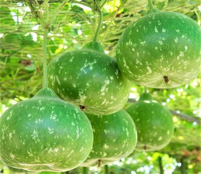 Seedsqlty Lau seed, high germination (12 seeds) Seed