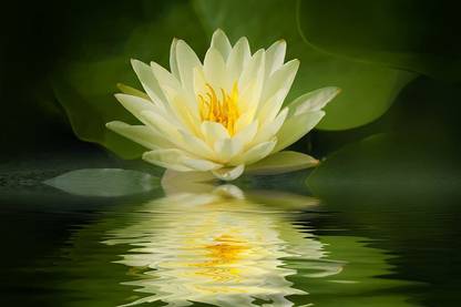 VibeX ® XLR-304 Yellow Lotus Flower Seeds Seed