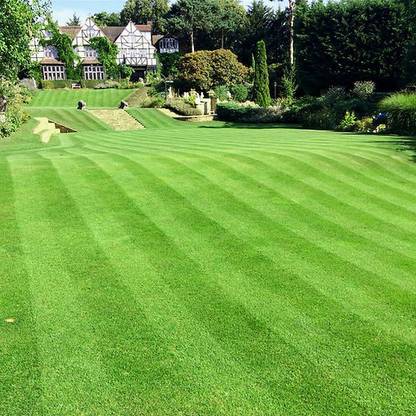 Dbbrothers St augustine grass seeds Pack of 11349 Seed
