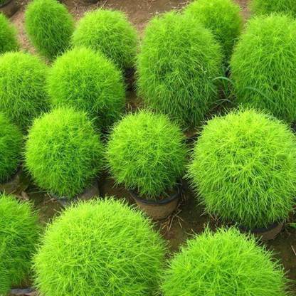 SUAA Kochia Flower Seed