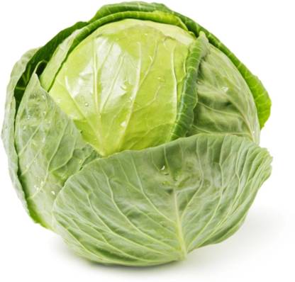Patta gobi F1 hybrid Cabbage seeds highest yield Verity Seed