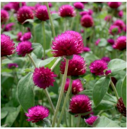 Quentova Globe amaranth, (Gomphrena globosa) Seed