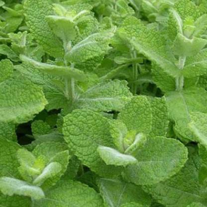 CYBEXIS HUA-65 - Apple Mint Mentha Rotundifolia - (1350 Seeds) Seed