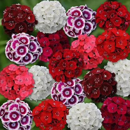 ACCELCROP Dianthus Barbarini Red Flower Seed