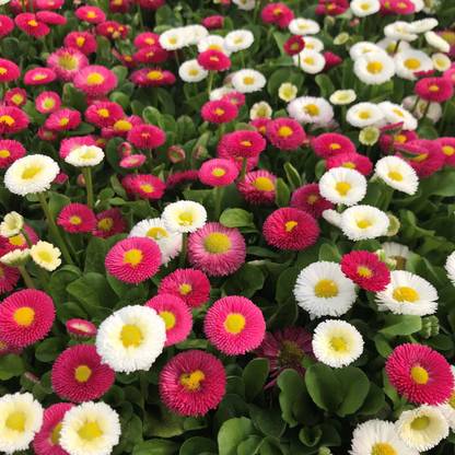 Greenwill Daisy Double mix Flower Plant Seed