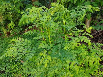 CHILLATAI Sahjan / Saragavo / Shevaga / Moringa Plant Seed