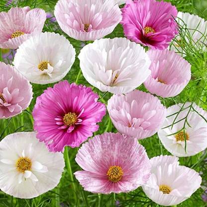 Mozette Exotic comos Seed