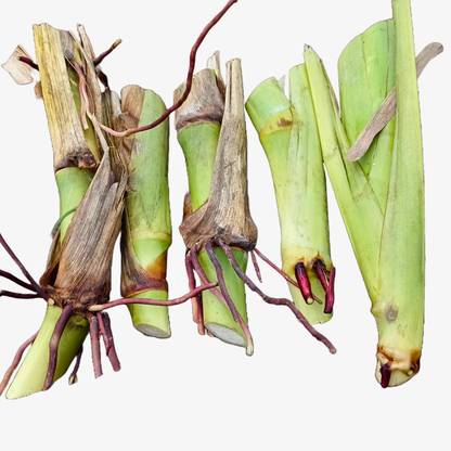 N.G.M. AGROCARE American Guatemala/5g Napier Multi-Cut Grass Stick Seed