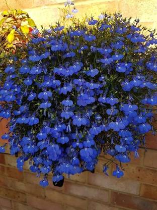 VibeX LX-47 - Creeping Thyme - (150 Seeds) Seed