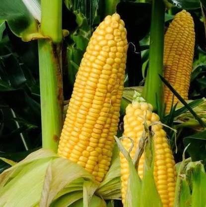 WILLVINE MAH -VI Honey Select Triple Sweet Yellow Corn-[1Kg] Seed