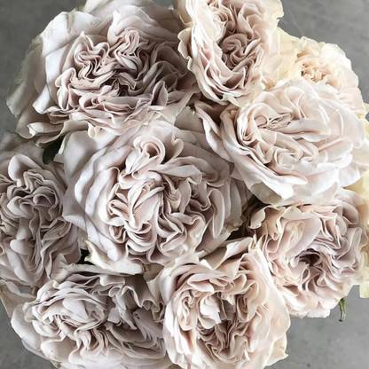 WILLVINE Westminster Abbey Rose Seed