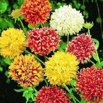 KANAYA Gaillardia Double Mix Flower Seed