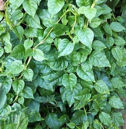 CYBEXIS PAU-96 - Malabar Spinach - (750 Seeds) Seed