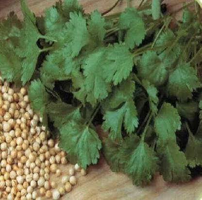 KNESSiN Organic Coriander Sprouting Seed