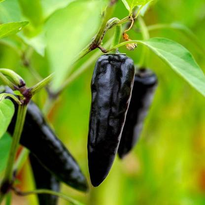 BDSresolve black chilli seeds/chlli seed 29 Seed