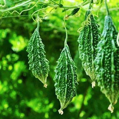 Arshiayat Long Bitter Gourd Karela Vegetable Korola Seed