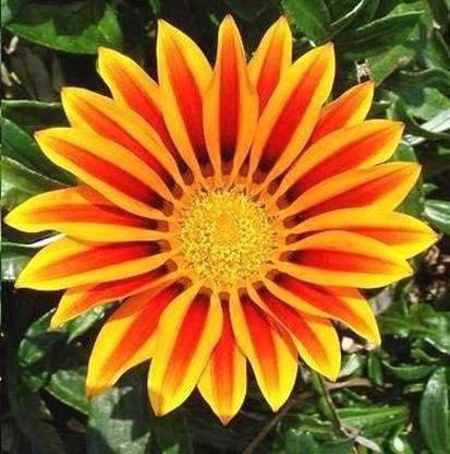CYBEXIS Gazania Giant Series Mix Seeds - Gazania hybrida Seed