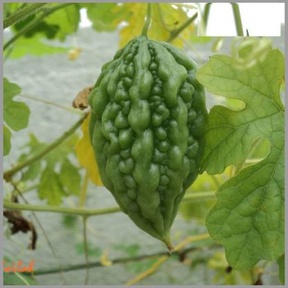 VibeX ® XXL-379 Small Bitter Gourd chota karela Seeds Seed