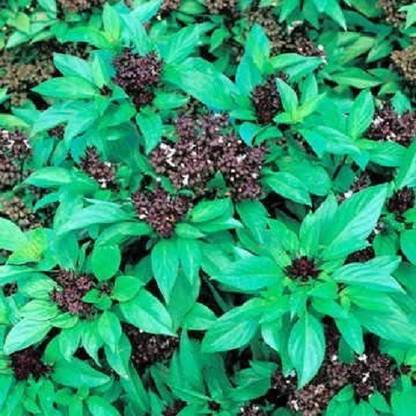 CYBEXIS XLL-35 - Siam Queen Thai Basil - (1500 Seeds) Seed