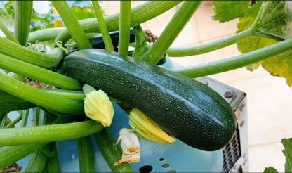 Aywal Zucchini Vegetable Seed