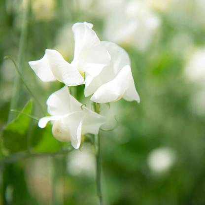 CEZIUS Planting | Terrace | Balcony Sweet Pea Spring Sunshine Cream Seed