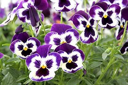 Aywal Premium Pansy Flower Seed