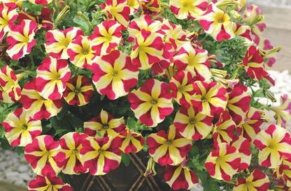 WHADE Petunia-amore-queen-of-hearts Seed