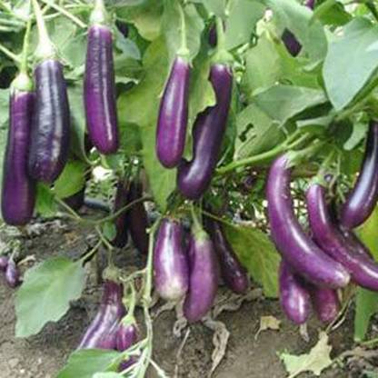 SREE brinjal seed, begun, bagun Seed